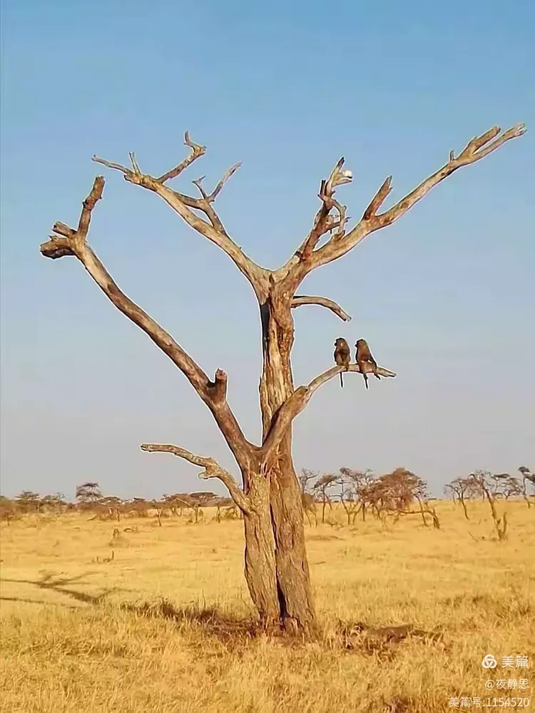 走进非洲系列之十一一坦桑尼亚赛伦盖蒂国家公园